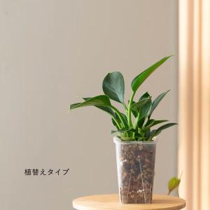 観葉植物 フィロデンドロン お手頃サイズ!フィ...の詳細画像2