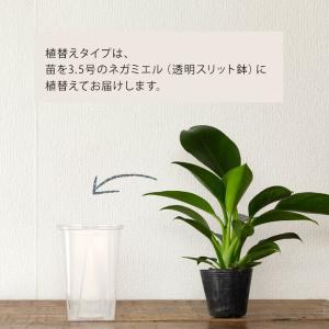 観葉植物 フィロデンドロン お手頃サイズ!フィ...の詳細画像3