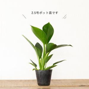 観葉植物 フィロデンドロン お手頃サイズ!フィ...の詳細画像4