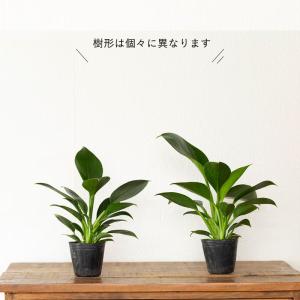 観葉植物 フィロデンドロン お手頃サイズ!フィ...の詳細画像5