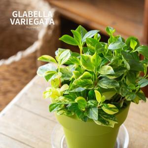 観葉植物 ペペロミア 斑入りで美しい。ペペロミア...の商品画像