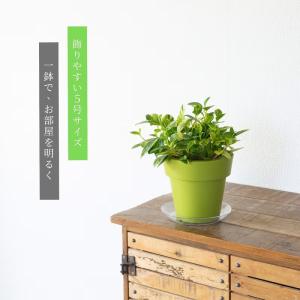 観葉植物 ペペロミア 斑入りで美しい。ペペロミ...の詳細画像1