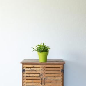 観葉植物 ペペロミア 斑入りで美しい。ペペロミ...の詳細画像2