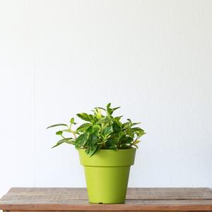 観葉植物 ペペロミア 斑入りで美しい。ペペロミ...の詳細画像3