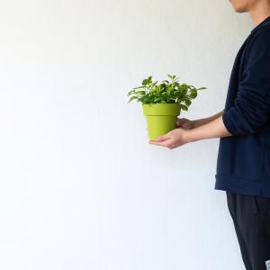 観葉植物 ペペロミア 斑入りで美しい。ペペロミ...の詳細画像4