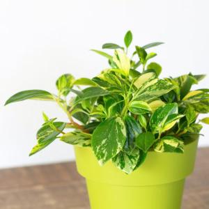 観葉植物 ペペロミア 斑入りで美しい。ペペロミ...の詳細画像5