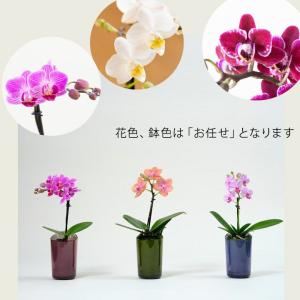 胡蝶蘭 自宅で楽しむ、小さな胡蝶蘭(土を使わな...の詳細画像1