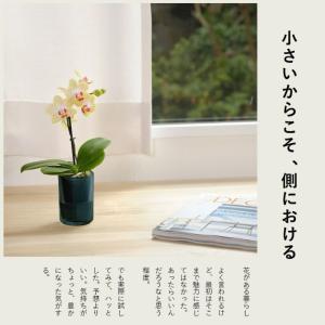 胡蝶蘭 自宅で楽しむ、小さな胡蝶蘭(土を使わな...の詳細画像3