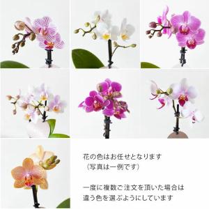 胡蝶蘭 自宅で楽しむ、小さな胡蝶蘭(土を使わな...の詳細画像4