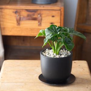 観葉植物 フィロデンドロン 室内 おしゃれ【鉢...の詳細画像1