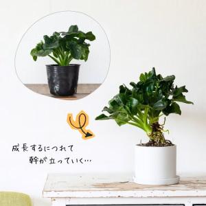 観葉植物 フィロデンドロン 室内 おしゃれ【鉢...の詳細画像2