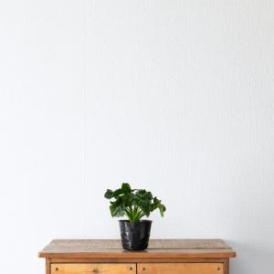 観葉植物 フィロデンドロン 室内 おしゃれ【鉢...の詳細画像3