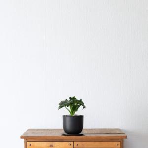 観葉植物 フィロデンドロン 室内 おしゃれ【鉢...の詳細画像4