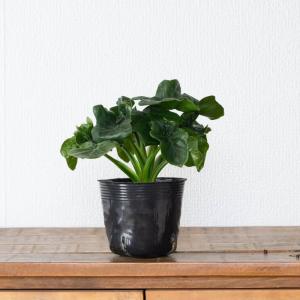 観葉植物 フィロデンドロン 室内 おしゃれ【鉢...の詳細画像5