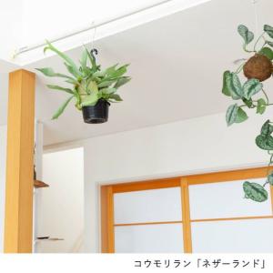 観葉植物 種類 室内 おしゃれ コウモリラン ...の詳細画像2