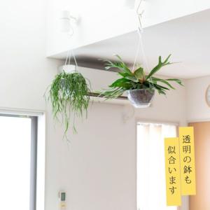 観葉植物 種類 室内 おしゃれ コウモリラン ...の詳細画像3
