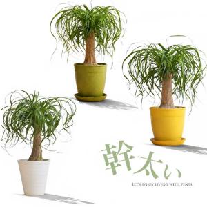 観葉植物 ポニーテール 室内 おしゃれ 幹が太い！ガチッッとしたポニーテール
