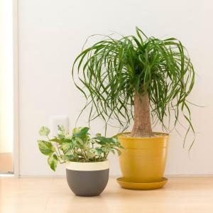 観葉植物 ポニーテール 室内 おしゃれ 幹が太...の詳細画像2