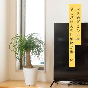 観葉植物 ポニーテール 室内 おしゃれ 幹が太...の詳細画像4