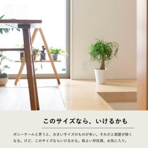 観葉植物 ポニーテール 室内 おしゃれ 幹が太...の詳細画像5
