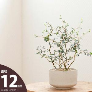鉢 植木鉢 陶器 おしゃれ モダン 国産 お椀み...の商品画像
