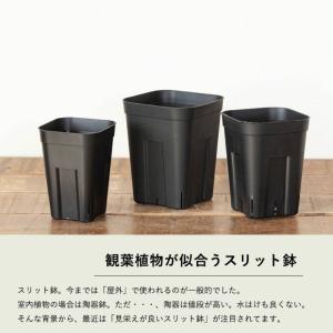 黒いスリット鉢 プレステラ深型 シンプル スタ...の詳細画像1