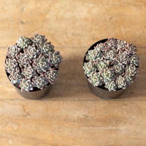 多肉植物 おしゃれ 苗 殖やしやすい多肉!セダ...の詳細画像1