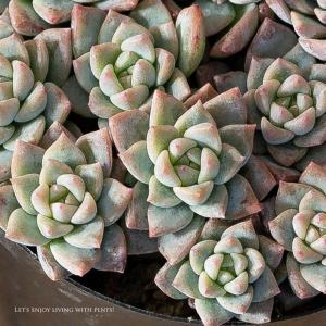 多肉植物 おしゃれ 苗 殖やしやすい多肉!セダ...の詳細画像2