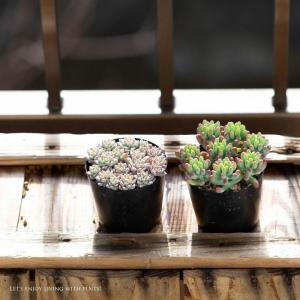 多肉植物 おしゃれ 苗 殖やしやすい多肉!セダ...の詳細画像3