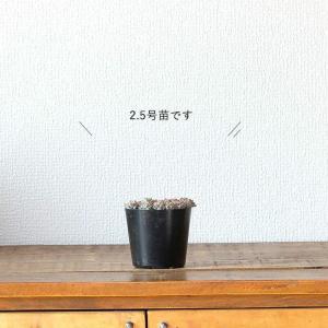 多肉植物 おしゃれ 苗 殖やしやすい多肉!セダ...の詳細画像4