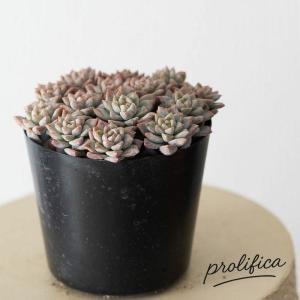 多肉植物 おしゃれ 苗 殖やしやすい多肉!セダ...の詳細画像5