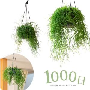 観葉植物 リプサリス 吊り鉢 1000日かけてリプサリス（ミニマ・ヘテロクラダ・バッキフェラプミラム）