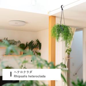 観葉植物 リプサリス 吊り鉢 1000日かけて...の詳細画像1