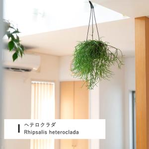 観葉植物 リプサリス 吊り鉢 1000日かけて...の詳細画像2