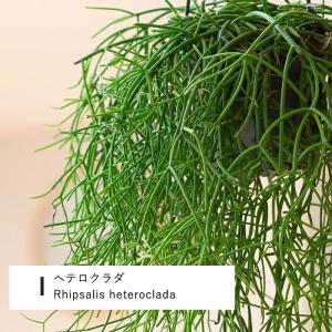観葉植物 リプサリス 吊り鉢 1000日かけて...の詳細画像3