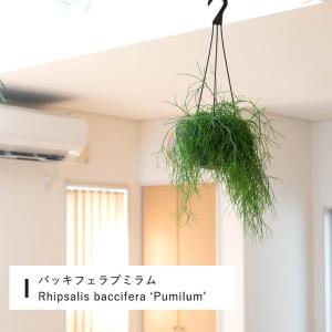 観葉植物 リプサリス 吊り鉢 1000日かけて...の詳細画像4