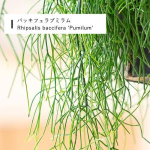 観葉植物 リプサリス 吊り鉢 1000日かけて...の詳細画像5