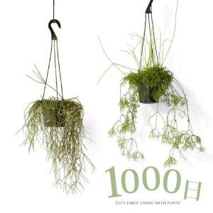 観葉植物 リプサリス 1000日かけたリプサリス（ケレウスクラ、ピロカルパ）