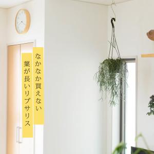 観葉植物 リプサリス 1000日かけたリプサリ...の詳細画像1