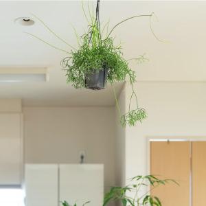 観葉植物 リプサリス 1000日かけたリプサリ...の詳細画像2