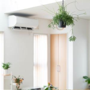 観葉植物 リプサリス 1000日かけたリプサリ...の詳細画像3