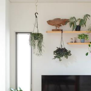 観葉植物 リプサリス 1000日かけたリプサリ...の詳細画像4