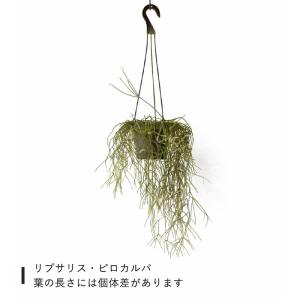 観葉植物 リプサリス 1000日かけたリプサリ...の詳細画像5
