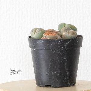多肉植物リトープス 室内 おしゃれ リトープス...の詳細画像2