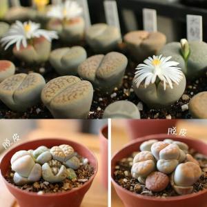 多肉植物リトープス 室内 おしゃれ リトープス...の詳細画像4