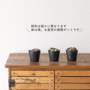 多肉植物リトープス 室内 おしゃれ リトープス...の詳細画像5
