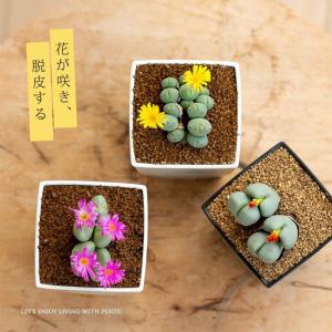 多肉植物 種類 室内 おしゃれ コノフィツム(...の詳細画像1