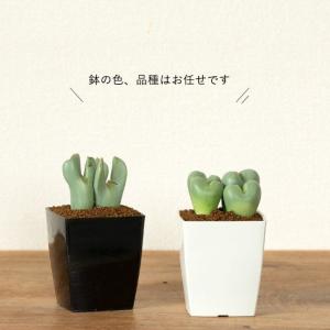 多肉植物 種類 室内 おしゃれ コノフィツム(...の詳細画像2