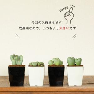 多肉植物 種類 室内 おしゃれ コノフィツム(...の詳細画像3