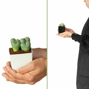 多肉植物 種類 室内 おしゃれ コノフィツム(...の詳細画像4